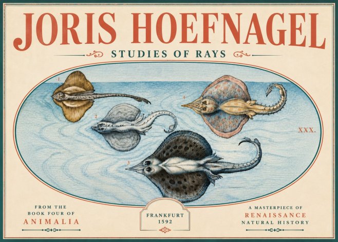 Joris Hoefnagel Rays and Skates No6 - Poszter