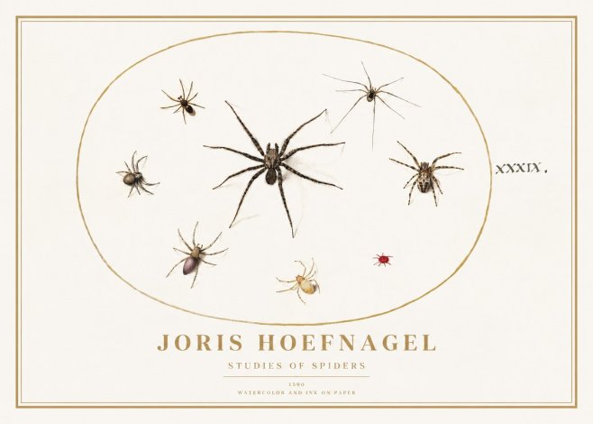 Joris Hoefnagel Studies of Spiders II No1 - Poszter