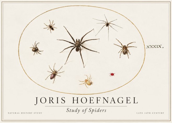 Joris Hoefnagel Studies of Spiders II No2 - Poszter