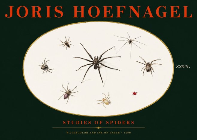 Joris Hoefnagel Studies of Spiders II No3 - Poszter
