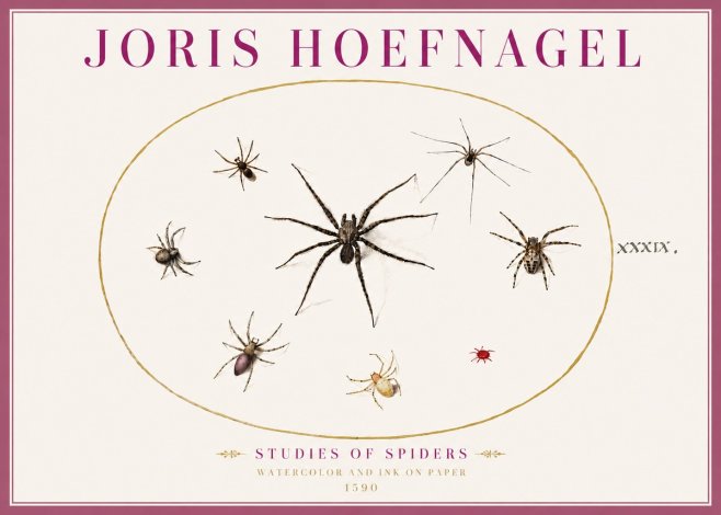 Joris Hoefnagel Studies of Spiders II No4 - Poszter