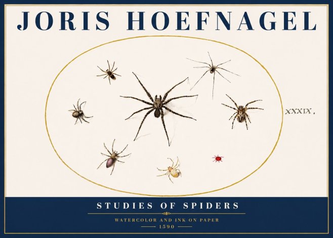 Joris Hoefnagel Studies of Spiders II No5 - Poszter