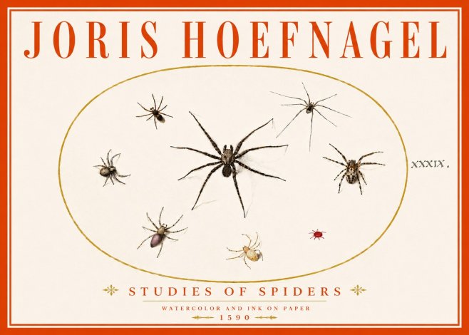 Joris Hoefnagel Studies of Spiders II No6 - Poszter