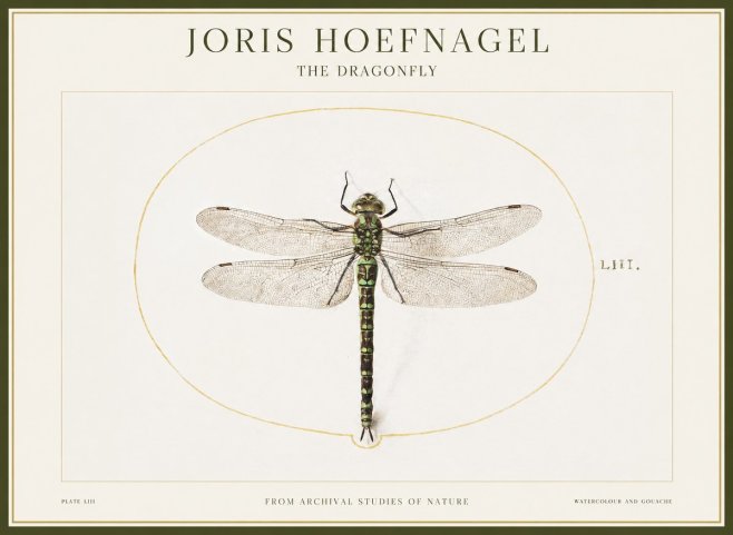 Joris Hoefnagel The Dragonfly No1 - Poszter