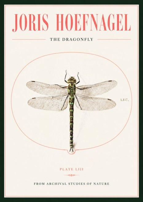 Joris Hoefnagel The Dragonfly No2 - Poszter