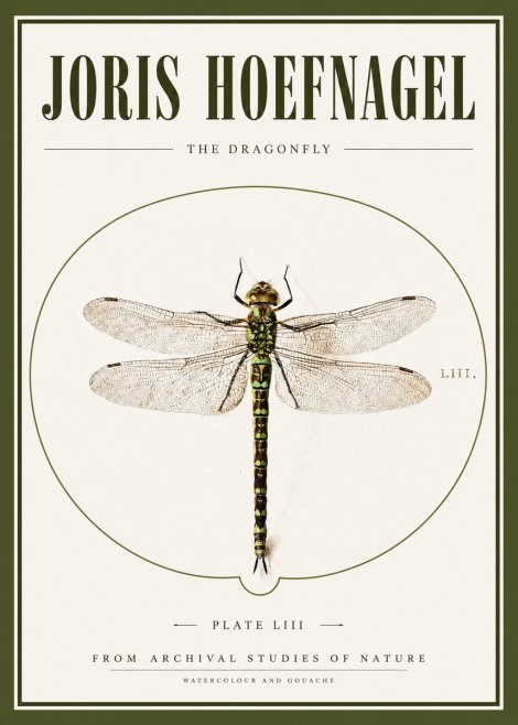 Joris Hoefnagel The Dragonfly No3 - Poszter