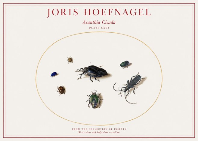 Joris Hoefnagel Acanthia Cicada No1 - Poszter