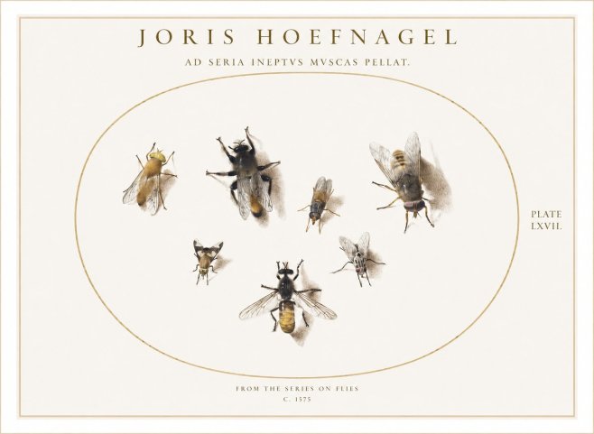 Joris Hoefnagel From the Series on Flies - Plate Lxvii. No1 - Poszter
