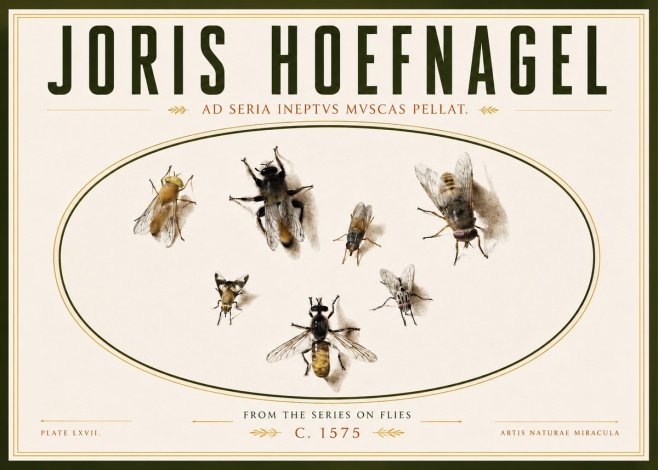 Joris Hoefnagel From the Series on Flies - Plate Lxvii. No4 - Poszter