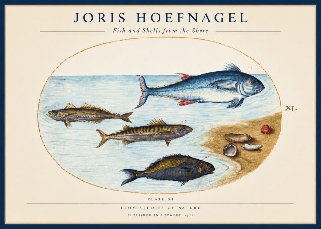 Joris Hoefnagel Fish and Shells from the Shore No1 - Poszter