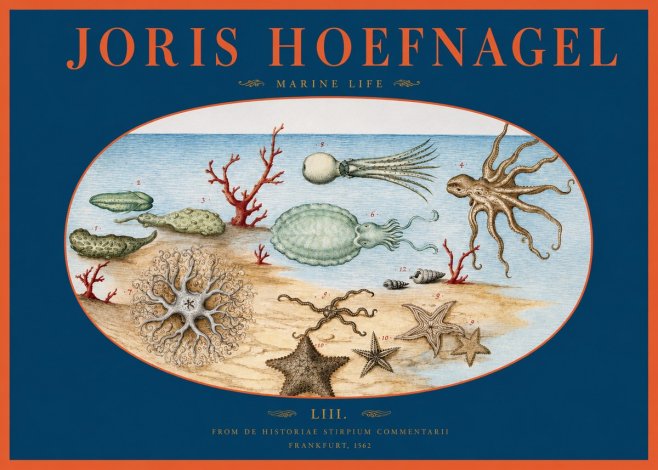 Joris Hoefnagel Marine Life No2 - Poszter