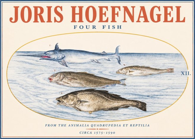 Joris Hoefnagel Four Fish No3 - Poszter