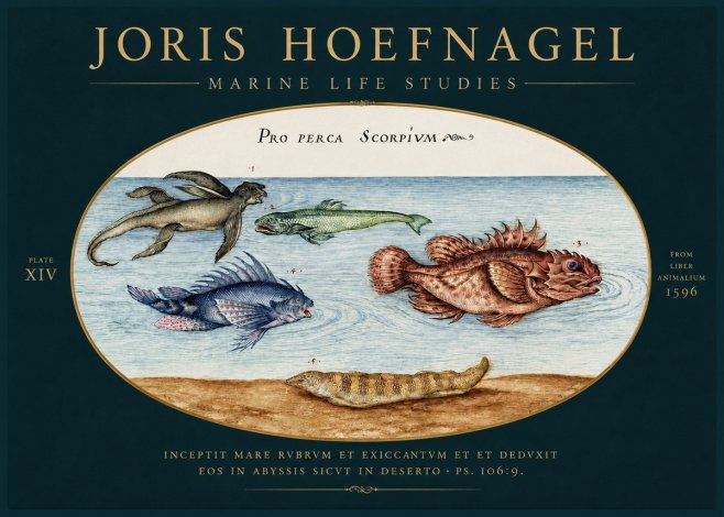 Joris Hoefnagel Pro Perca Scorpivm No4 - Poszter