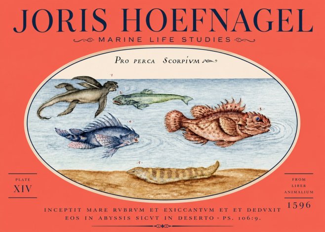 Joris Hoefnagel Pro Perca Scorpivm No5 - Poszter