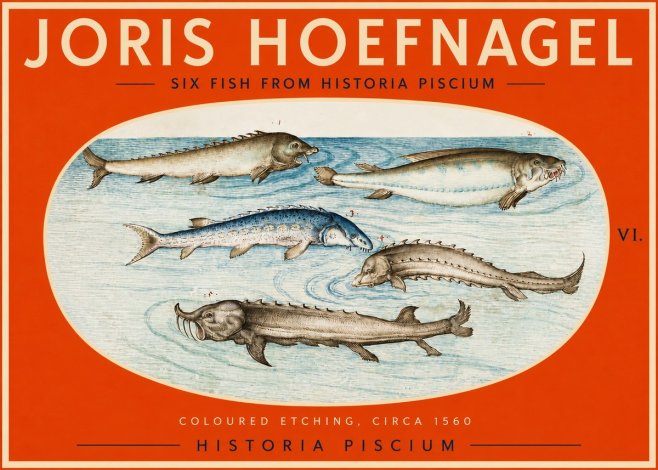 Joris Hoefnagel Fishes of Northern Waters No3 - Poszter
