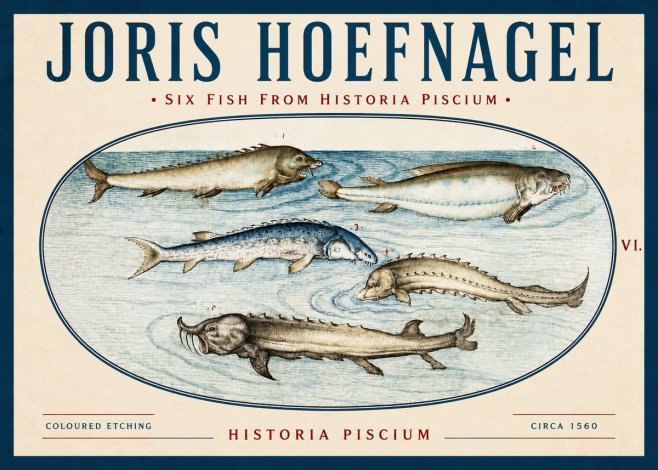 Joris Hoefnagel Fishes of Northern Waters No4 - Poszter