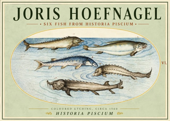 Joris Hoefnagel Fishes of Northern Waters No5 - Poszter