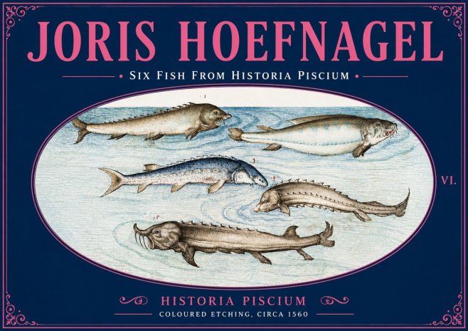 Joris Hoefnagel Fishes of Northern Waters No6 - Poszter