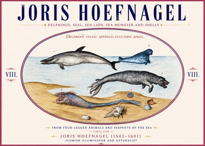 Joris Hoefnagel Delphinus, Seal, Sea Lion, Sea Monster and Shells No6 - Poszter