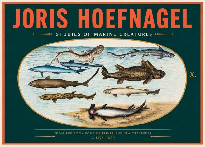 Joris Hoefnagel Studies of Marine Creatures No4 - Poszter