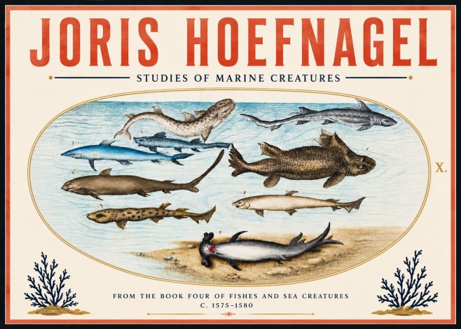 Joris Hoefnagel Studies of Marine Creatures No6 - Poszter