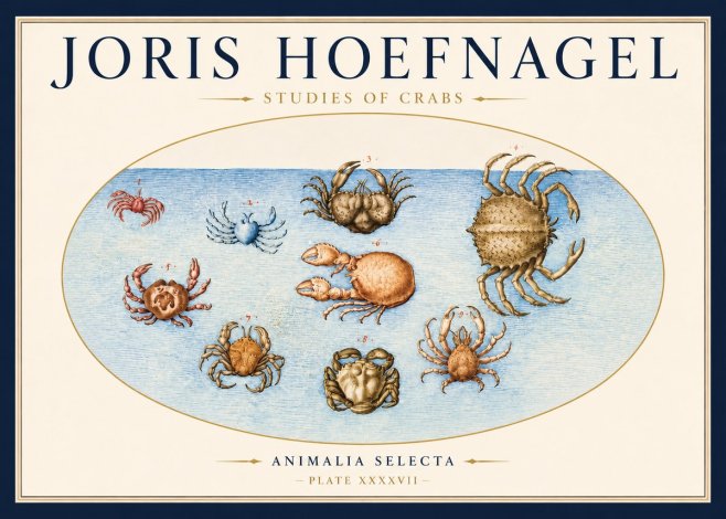 Joris Hoefnagel Studies of Crabs No3 - Poszter