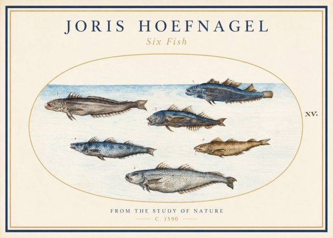 Joris Hoefnagel Six Fish No1 - Poszter