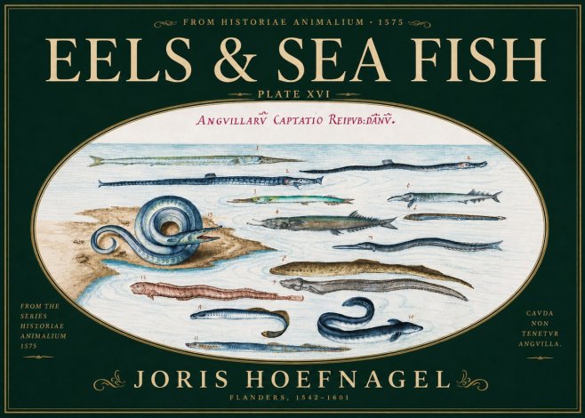 Joris Hoefnagel Eels and Sea Fish No6 - Poszter