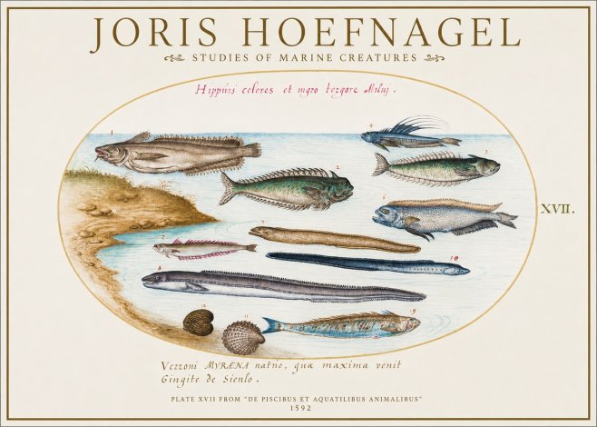 Joris Hoefnagel Plate Xvii from "De Piscibus Et Aquatilibus Animalibus" No1 - Poszter