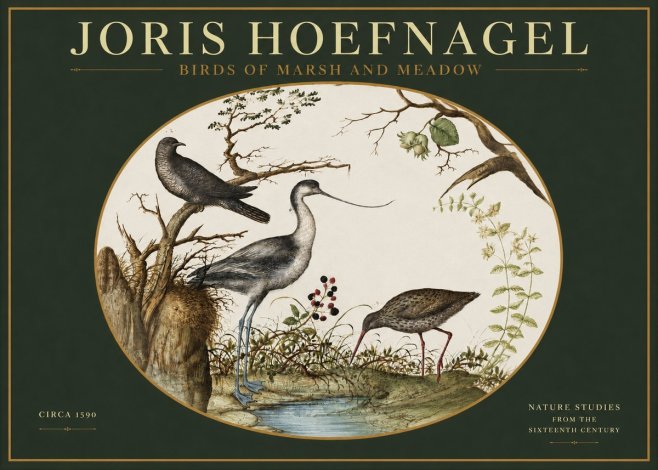 Joris Hoefnagel Birds of Marsh and Meadow No2 - Poszter