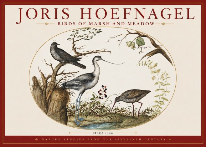 Joris Hoefnagel Birds of Marsh and Meadow No3 - Poszter