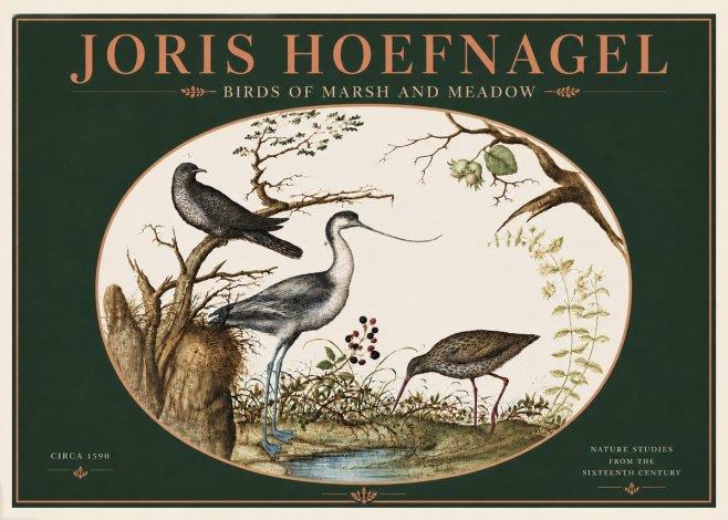 Joris Hoefnagel Birds of Marsh and Meadow No4 - Poszter