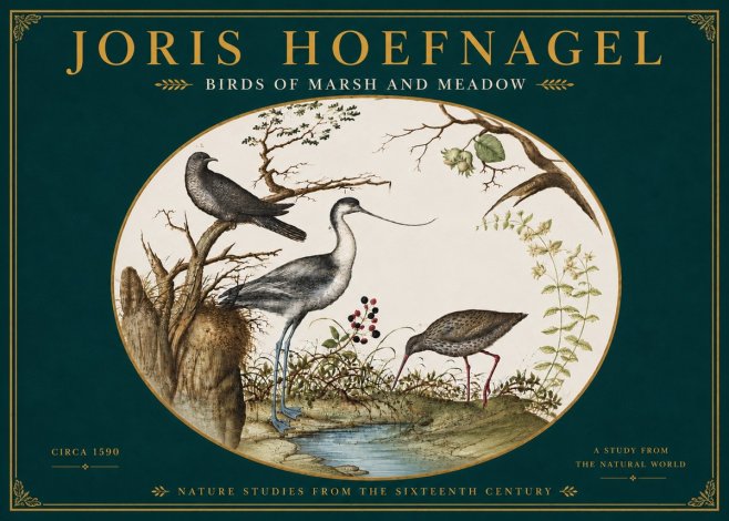 Joris Hoefnagel Birds of Marsh and Meadow No6 - Poszter
