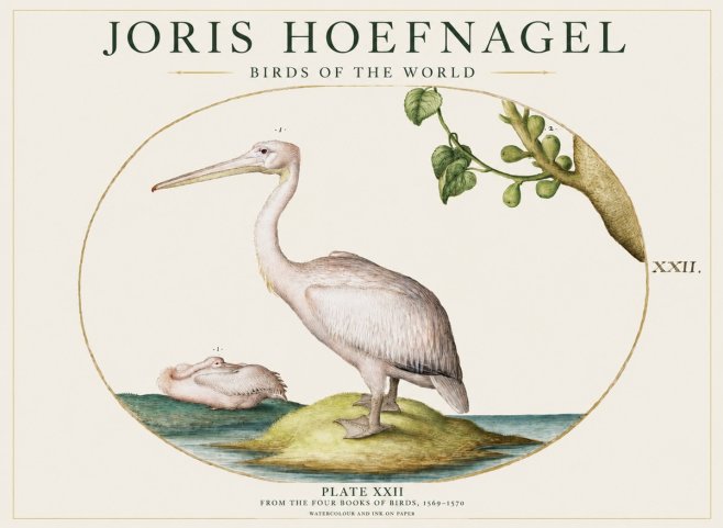 Joris Hoefnagel Plate Xxii No1 - Poszter