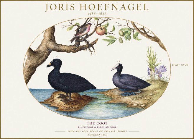 Joris Hoefnagel The Coot No1 - Poszter