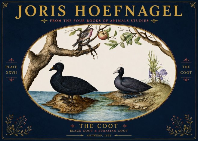 Joris Hoefnagel The Coot No6 - Poszter