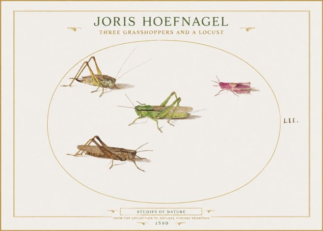 Joris Hoefnagel Three Grasshoppers and a Locust No1 - Poszter