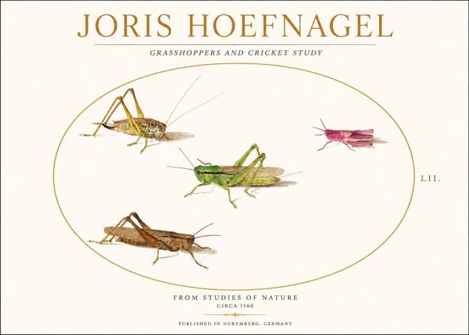 Joris Hoefnagel Three Grasshoppers and a Locust No2 - Poszter