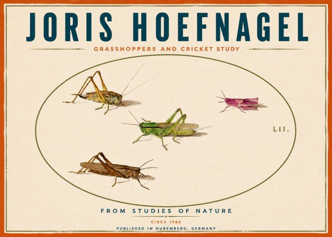 Joris Hoefnagel Three Grasshoppers and a Locust No6 - Poszter