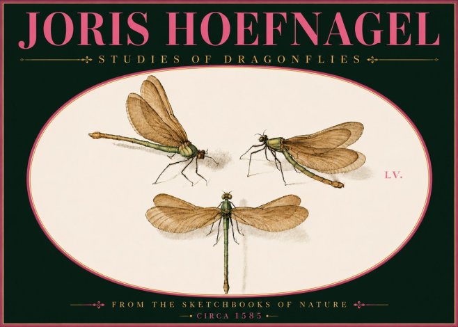 Joris Hoefnagel Studies of Dragonflies No6 - Poszter