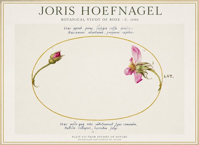 Joris Hoefnagel Botanical Study of Rose No1 - Poszter