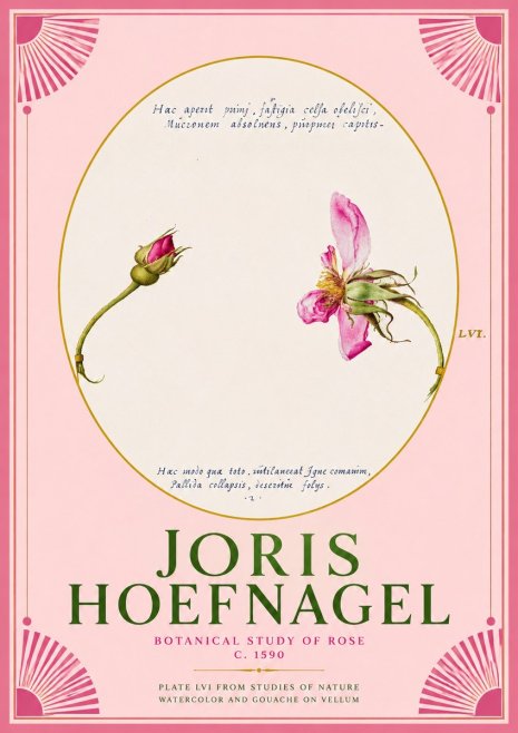 Joris Hoefnagel Botanical Study of Rose No2 - Poszter