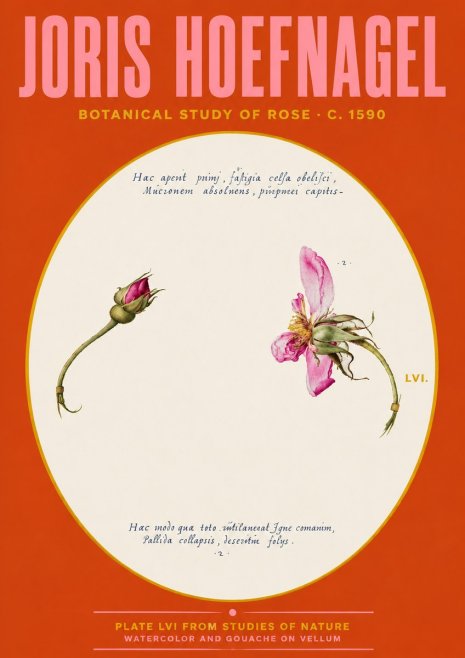 Joris Hoefnagel Botanical Study of Rose No4 - Poszter