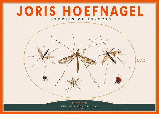 Joris Hoefnagel Studies of Insects II No2 - Poszter