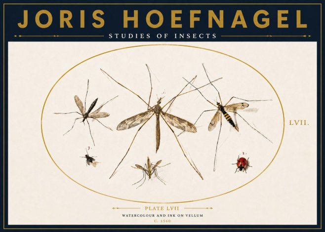 Joris Hoefnagel Studies of Insects II No4 - Poszter