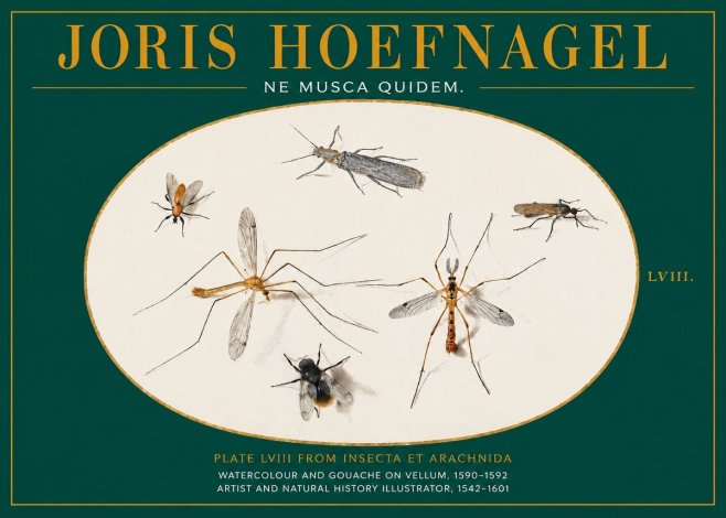 Joris Hoefnagel Plate Lviii from Insecta Et Arachnida No2 - Poszter