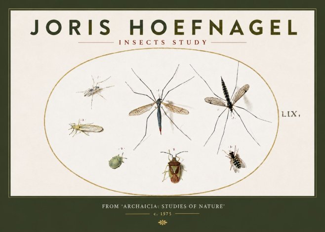 Joris Hoefnagel Insects Study I No3 - Poszter