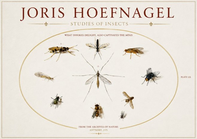 Joris Hoefnagel Studies of Insects III No3 - Poszter