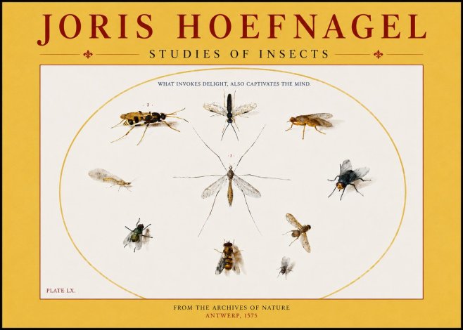 Joris Hoefnagel Studies of Insects III No4 - Poszter