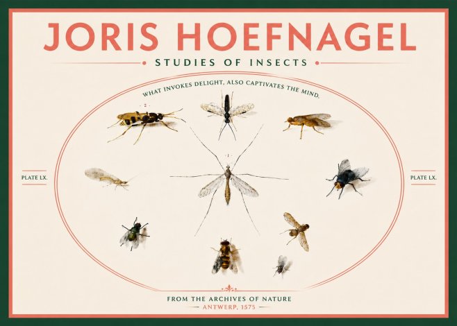 Joris Hoefnagel Studies of Insects III No6 - Poszter